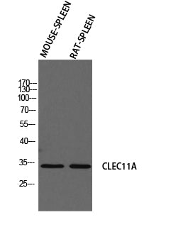 SCGF Rabbit Polyclonal Antibody