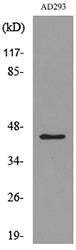 SCYL1BP1 Rabbit Polyclonal Antibody