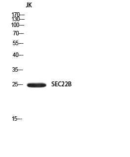 SEC22B Rabbit Polyclonal Antibody