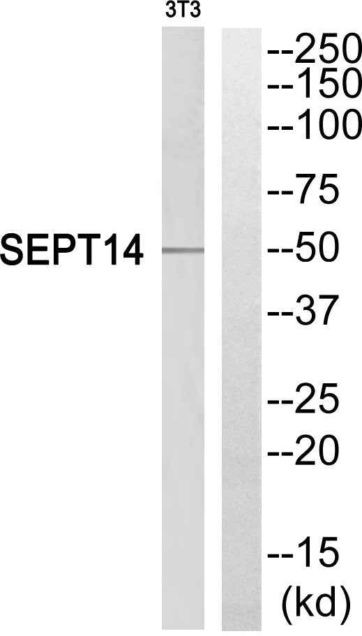 Septin 14 Rabbit Polyclonal Antibody