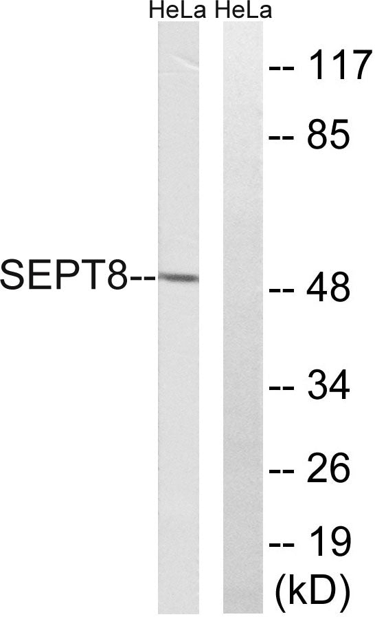 Septin 8 Rabbit Polyclonal Antibody