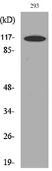SERCA2 Rabbit Polyclonal Antibody