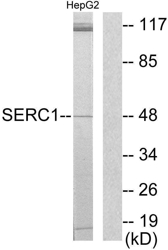Serinc1 Rabbit Polyclonal Antibody