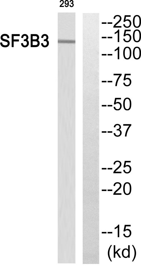 SF3b130 Rabbit Polyclonal Antibody