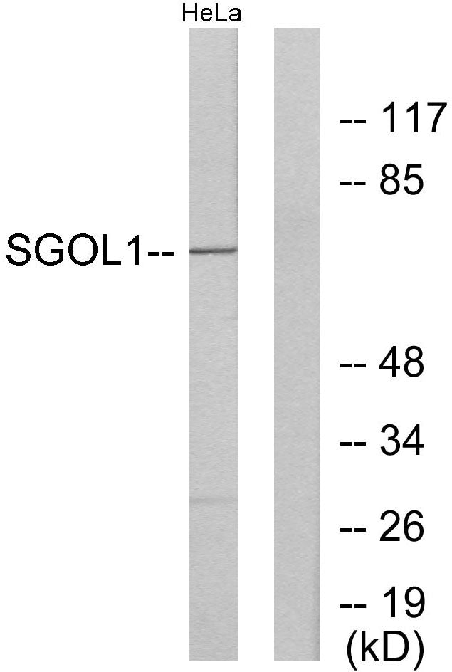Sgo1 Rabbit Polyclonal Antibody