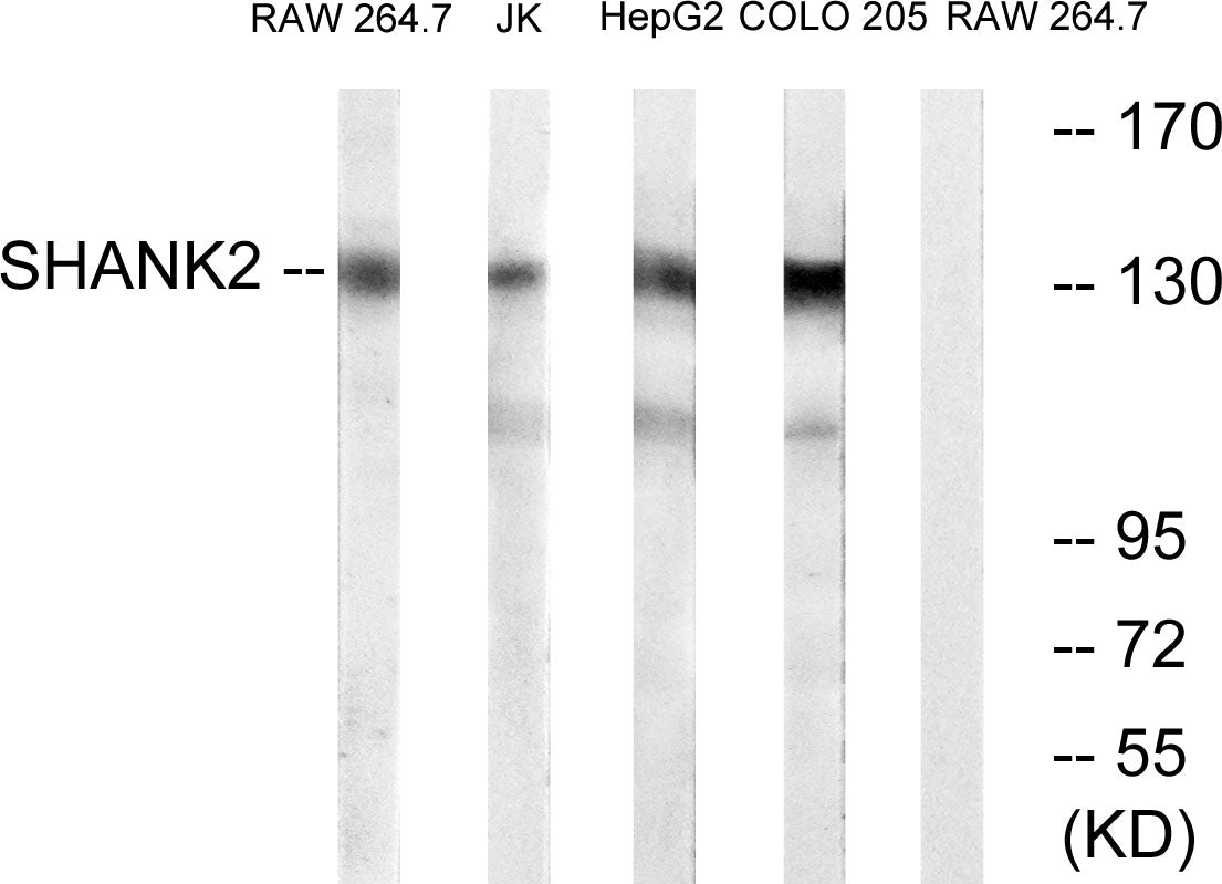 Shank 2 Rabbit Polyclonal Antibody