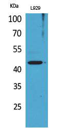 Siglec-5/14 Rabbit Polyclonal Antibody