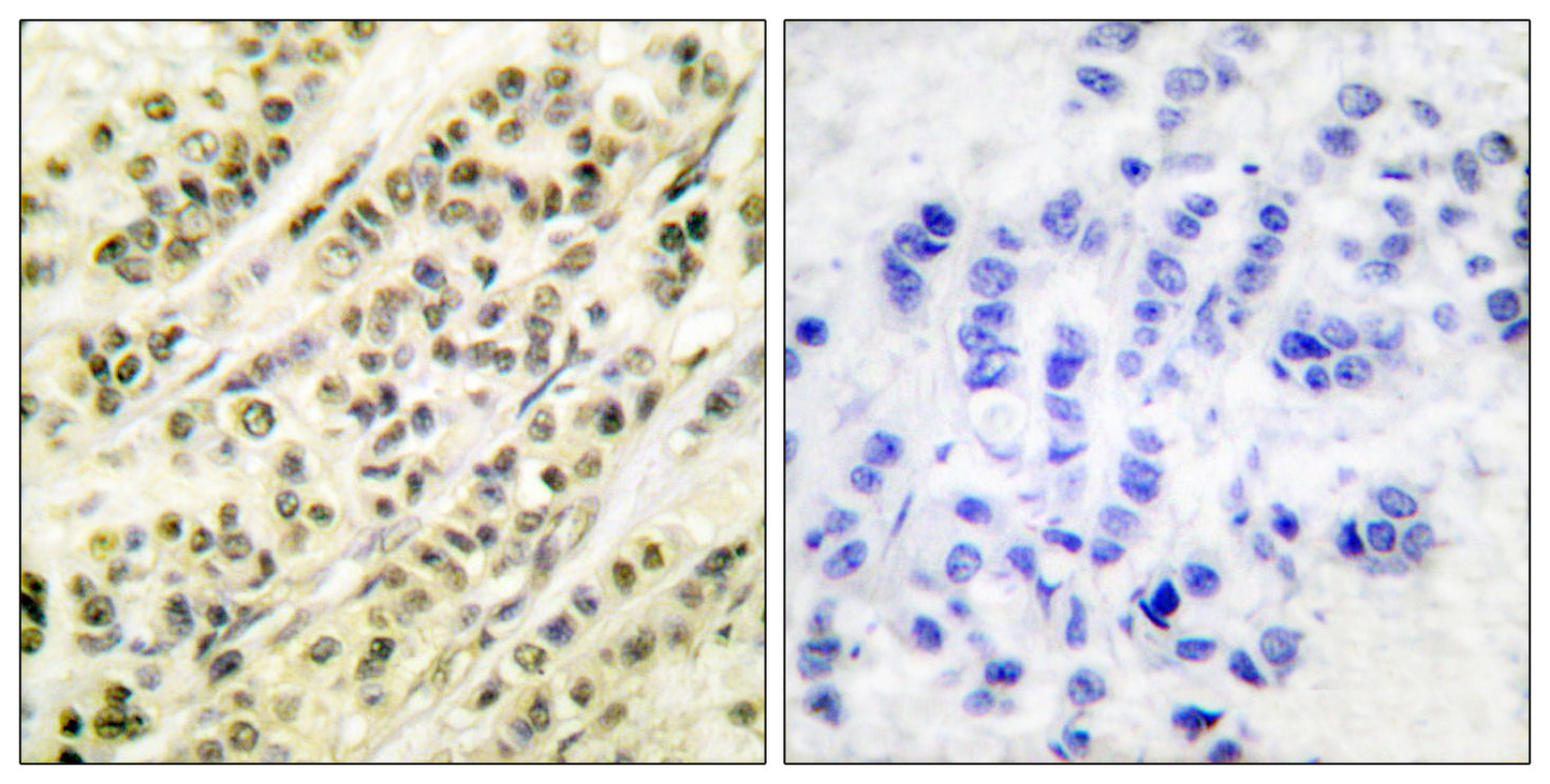 Skp1 p19 Rabbit Polyclonal Antibody