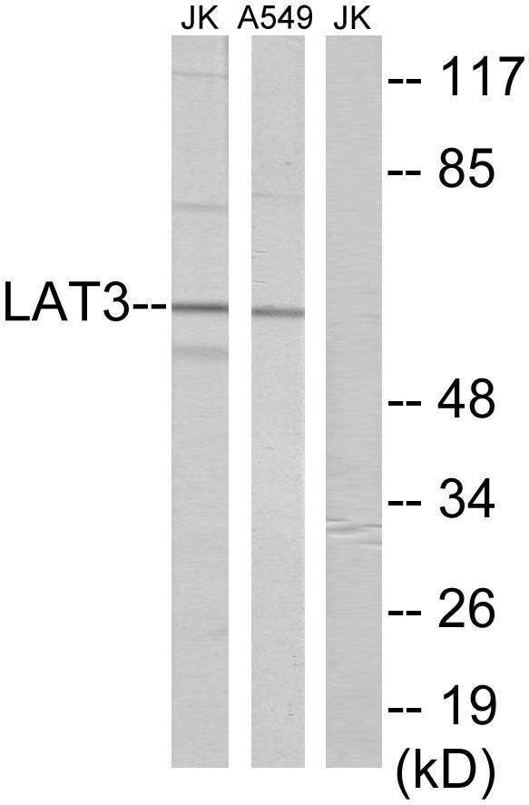 SLC43A1 Rabbit Polyclonal Antibody