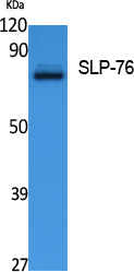 SLP-76 Rabbit Polyclonal Antibody