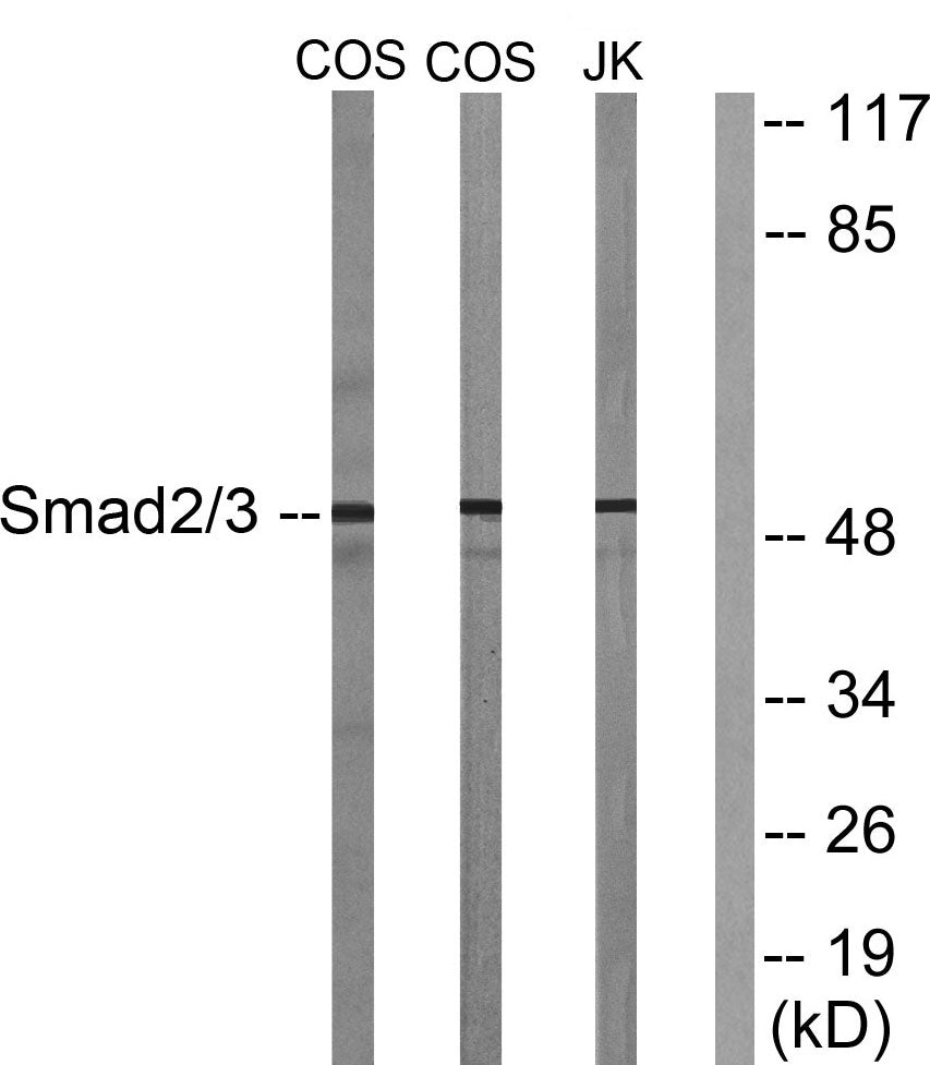Smad2/3 Rabbit Polyclonal Antibody