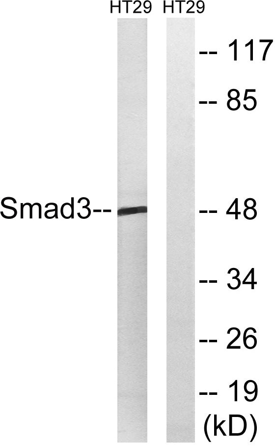 Smad3 Rabbit Polyclonal Antibody