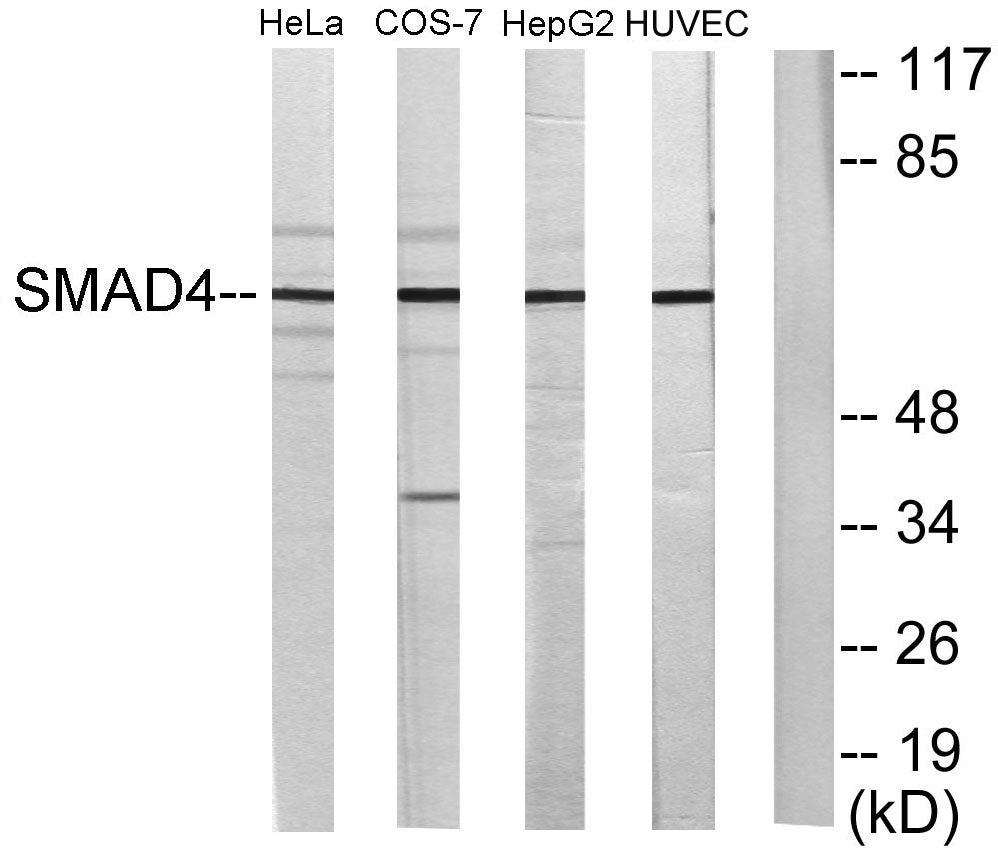 Smad4 Rabbit Polyclonal Antibody