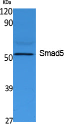 Smad5 Rabbit Polyclonal Antibody
