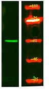 SMG9 Rabbit Polyclonal Antibody