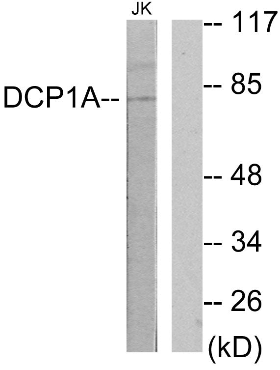 SMIF Rabbit Polyclonal Antibody