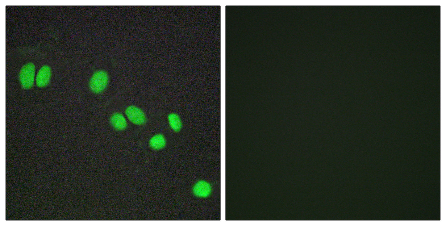 SMRTe Rabbit Polyclonal Antibody