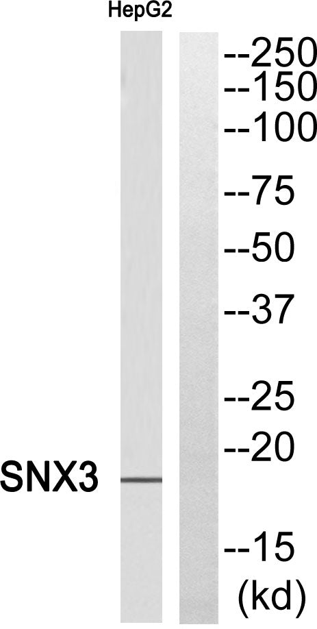 SNX3 Rabbit Polyclonal Antibody