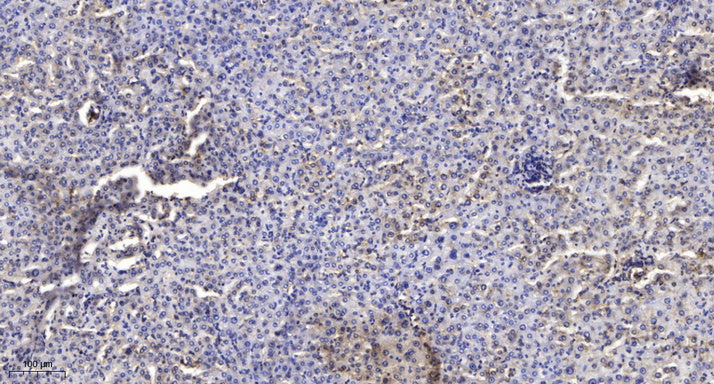 SODE Rabbit Polyclonal Antibody