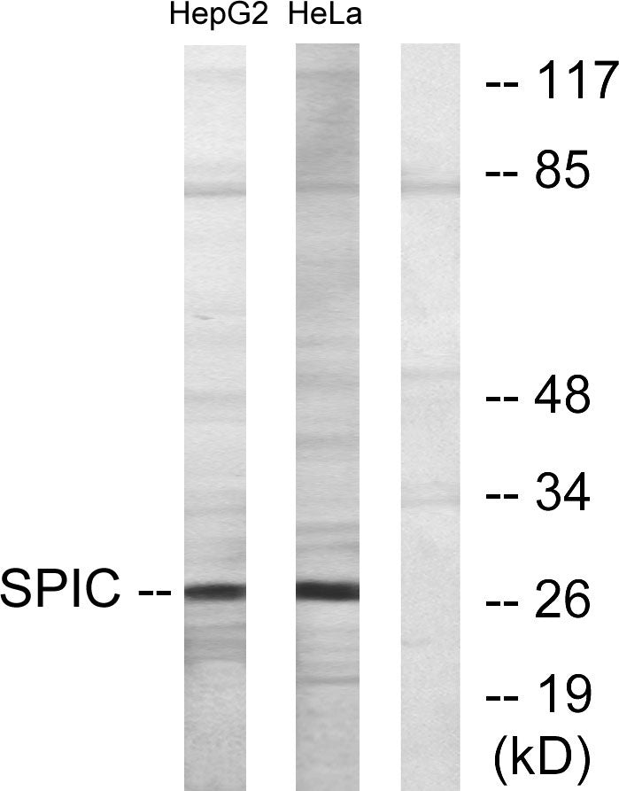 Spi-C Rabbit Polyclonal Antibody