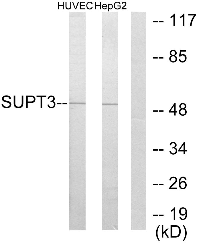 SPT3 Rabbit Polyclonal Antibody