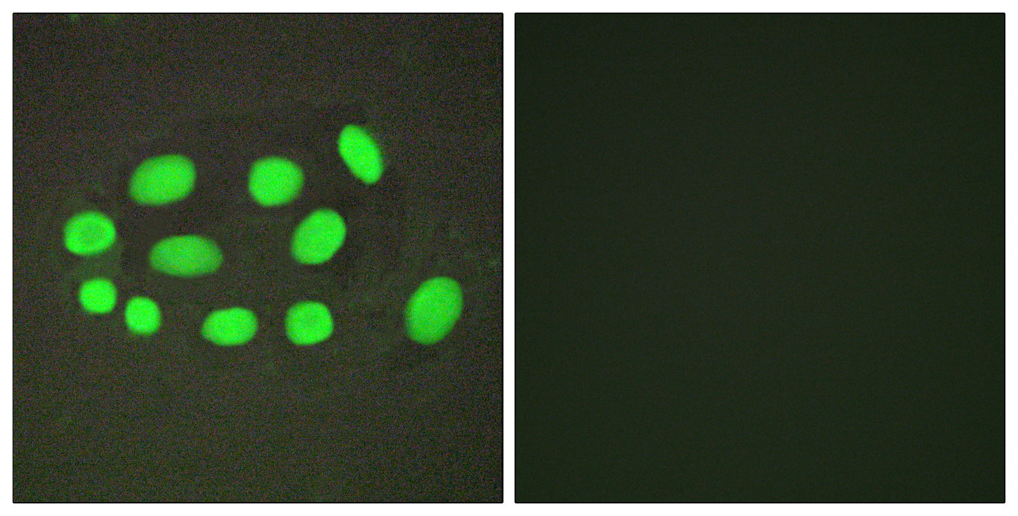 SPZ1 Rabbit Polyclonal Antibody