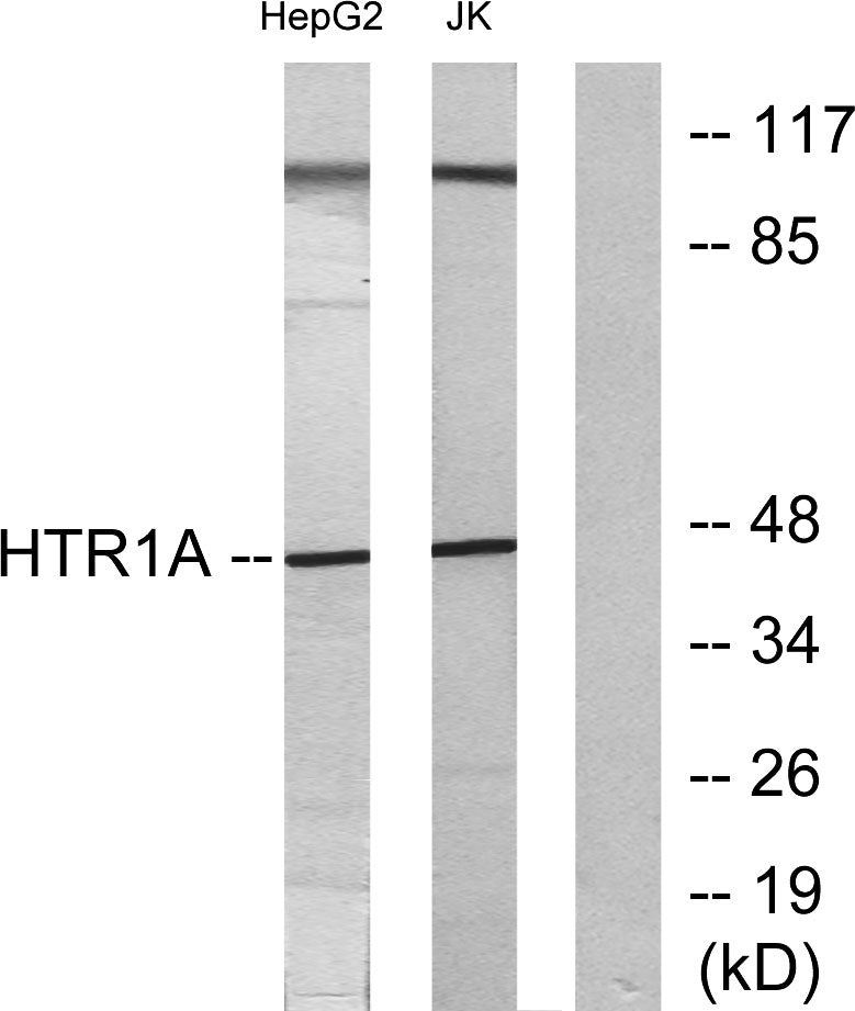 SR-1A Rabbit Polyclonal Antibody