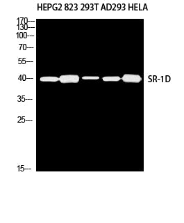 SR-1D Rabbit Polyclonal Antibody