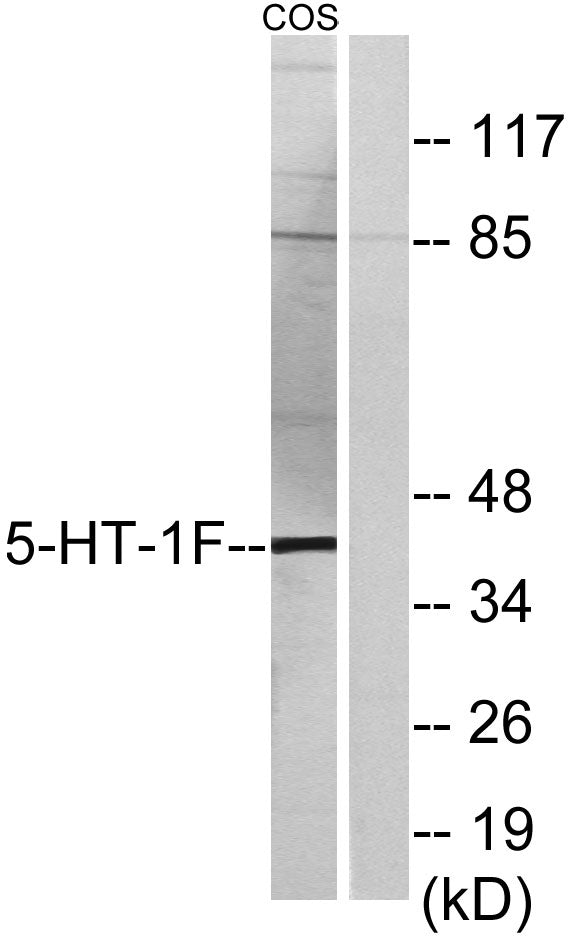 SR-1F Rabbit Polyclonal Antibody