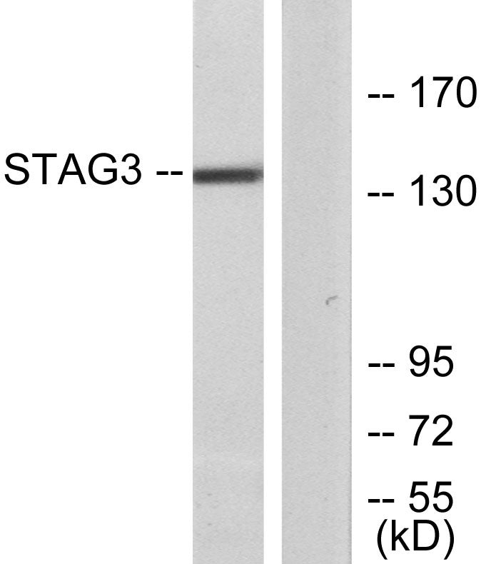 STAG3 Rabbit Polyclonal Antibody