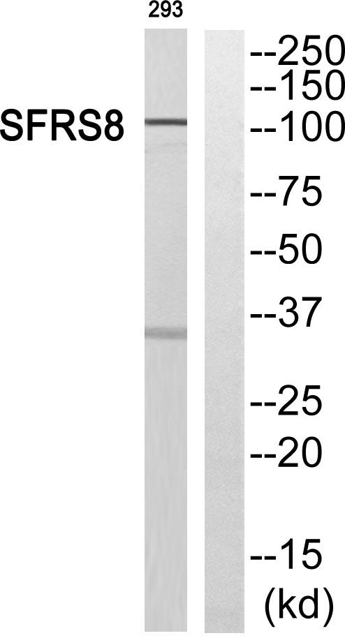 SWAP Rabbit Polyclonal Antibody