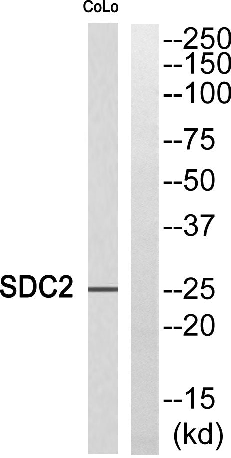 Syndecan-2 Rabbit Polyclonal Antibody