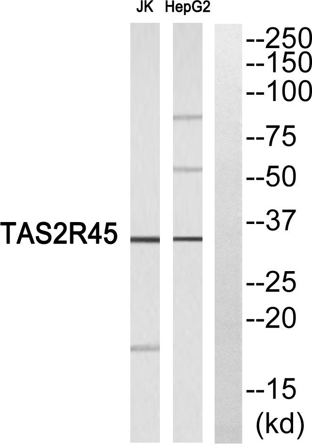 T2R45 Rabbit Polyclonal Antibody