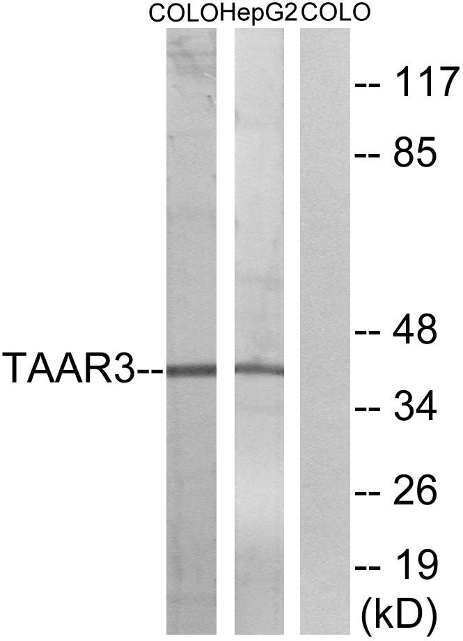 TAAR3 Rabbit Polyclonal Antibody
