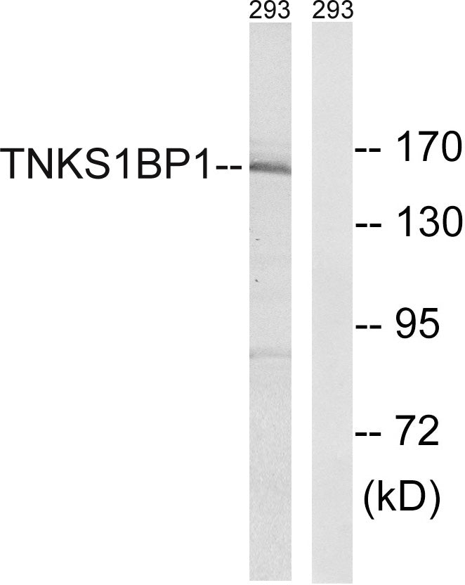 TAB182 Rabbit Polyclonal Antibody