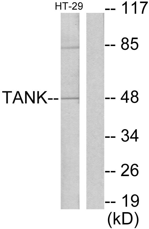 TANK Rabbit Polyclonal Antibody