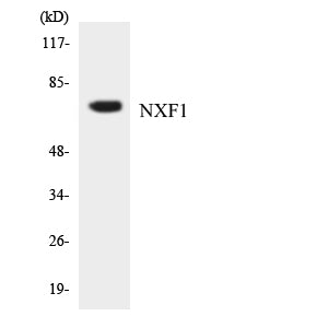 TAP Rabbit Polyclonal Antibody