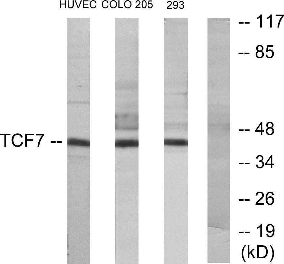 TCF-1 Rabbit Polyclonal Antibody