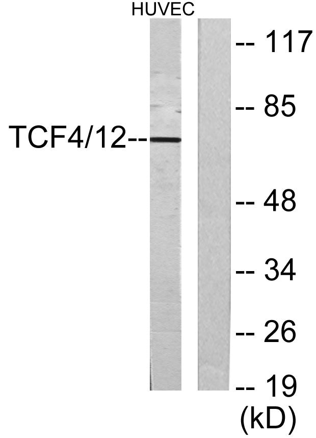 TCF-4/12 Rabbit Polyclonal Antibody