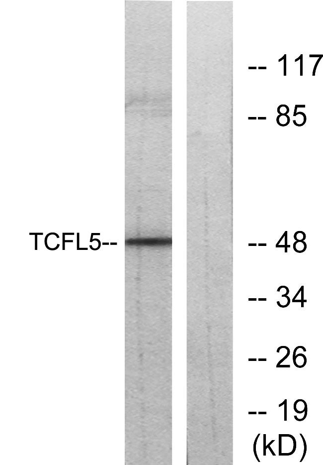 TCFL5 Rabbit Polyclonal Antibody