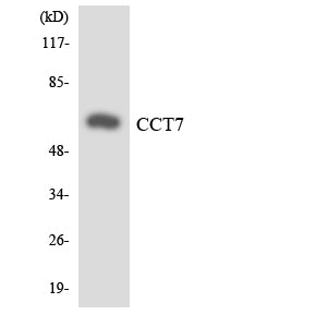 TCP-1 η Rabbit Polyclonal Antibody