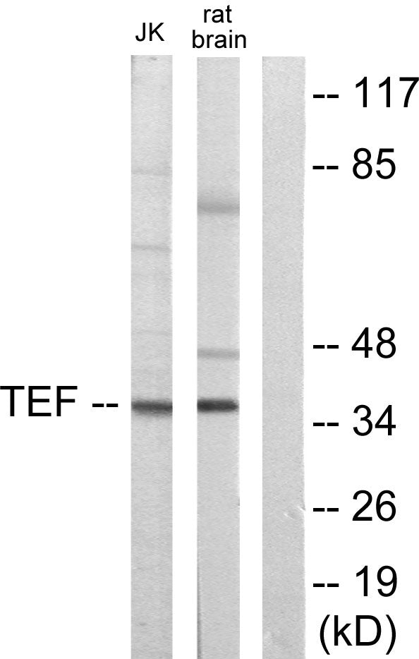 TEF Rabbit Polyclonal Antibody