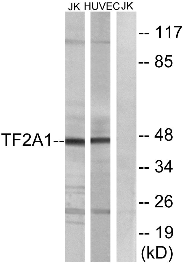 TFIIA-α Rabbit Polyclonal Antibody