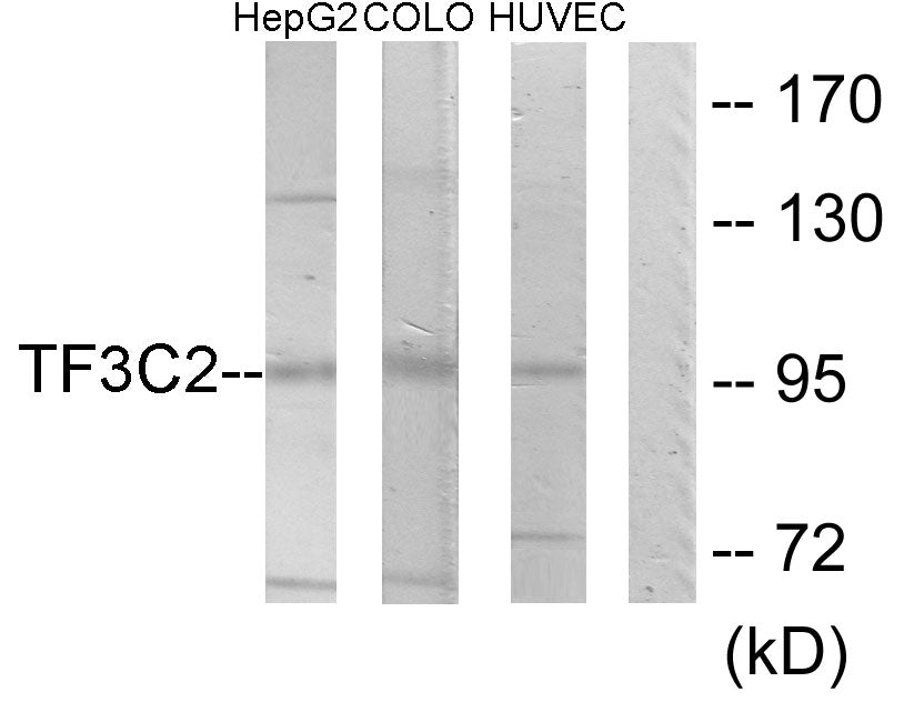 TFIIIC110 Rabbit Polyclonal Antibody