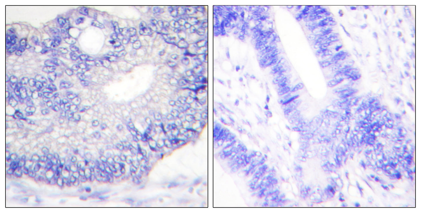 TGFα Rabbit Polyclonal Antibody