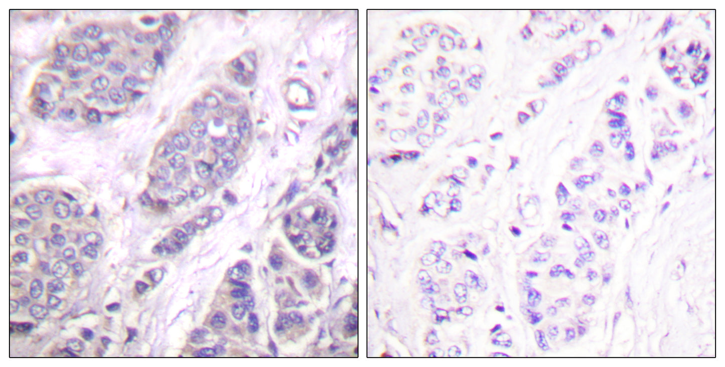 TGFβ3 Rabbit Polyclonal Antibody