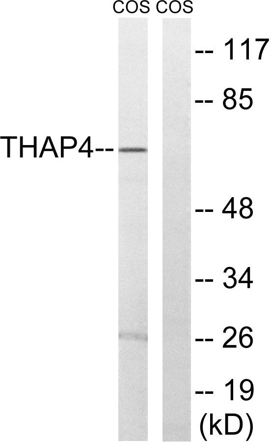 THAP4 Rabbit Polyclonal Antibody