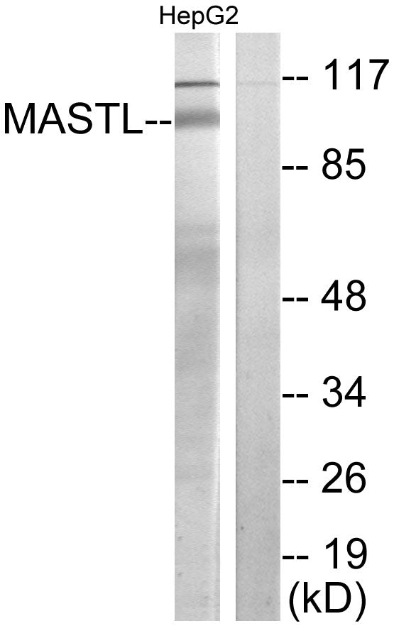 THC2 Rabbit Polyclonal Antibody