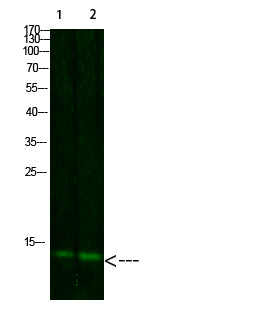 Thioredoxin Rabbit Polyclonal Antibody
