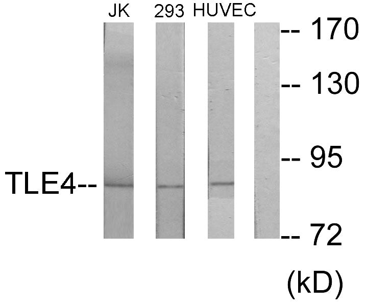 TLE4 Rabbit Polyclonal Antibody